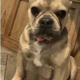 French Bulldogs from Diamond J Puppies