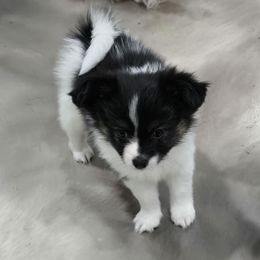 Ivy - White and black female Papillon puppy in Hollister, Missouri from Swan Creek Kennel