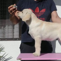 Labrador Retriever Puppies from Wagador Labrador Retrievers