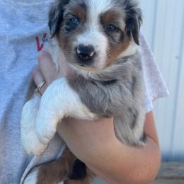 Earp - Blue merle male Miniature Australian Shepherd puppy in Friend, Nebraska from Mid-Plains Mini Aussies