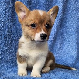 Gouda - Red female Pembroke Welsh Corgi puppy in Castle Rock, Washington from Heckman Corgis