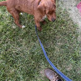 Boy 7 - Caramel male Labradoodle puppy in Beltsville, Maryland from Georges labradoodles