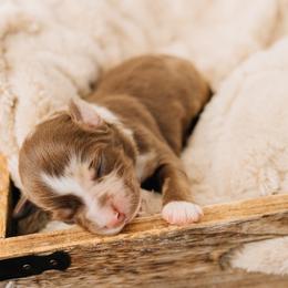 Snickers - Red merle female Miniature Australian Shepherd puppy in Enoch, Utah from Twisted H Aussies