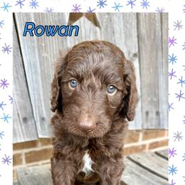 Rowan - Chocolate male Goldendoodle puppy in Caddo Mills, Texas from Fire Wife Doodles