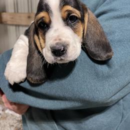 Boy 1 - Black brown and white male Basset Hound puppy in Noblesville, Indiana from Russell Bassets