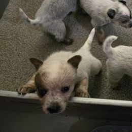 Daisy - Red speckled female Australian Cattle Dog puppy in Canton, Pennsylvania from DNB Heelers