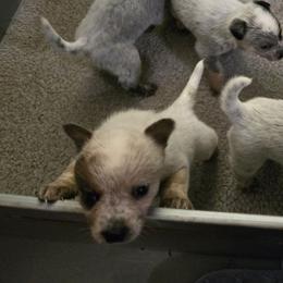 Daisy - Red speckled female Australian Cattle Dog puppy in Canton, Pennsylvania from DNB Heelers