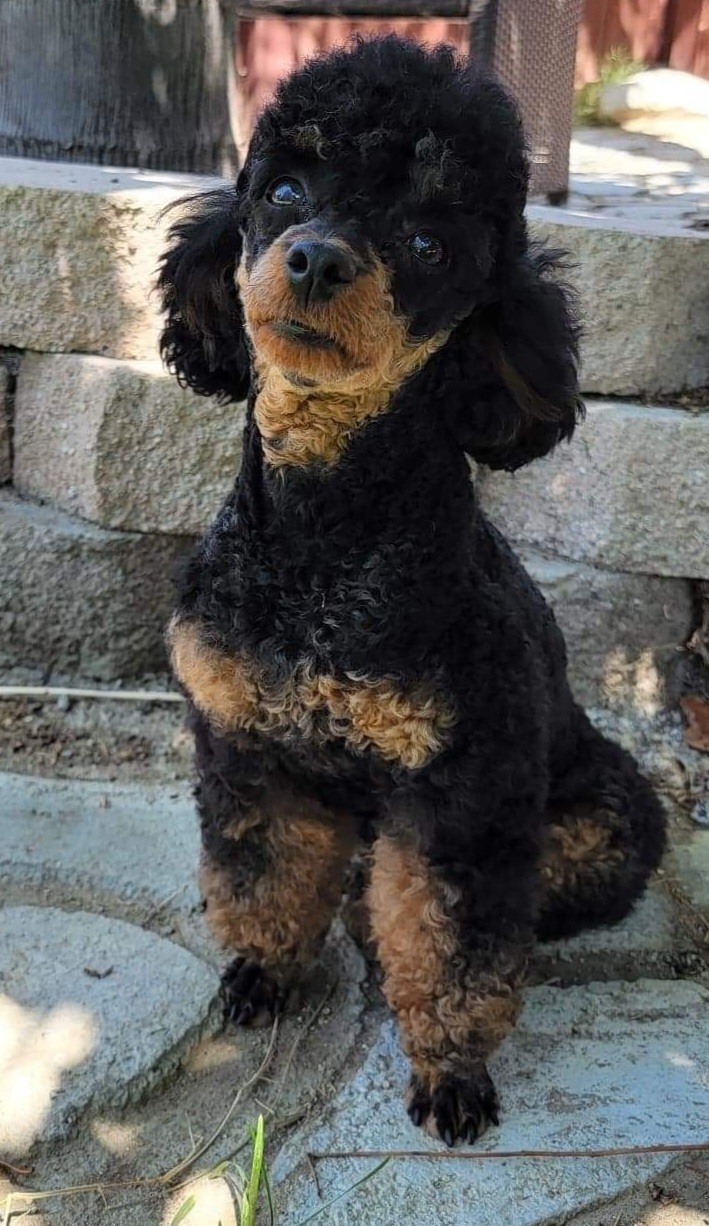Twix - Poodle