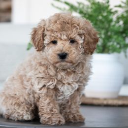Maltipoo, Shichon, and Shihpoo Puppies from Timbercreek Puppies