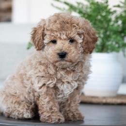 Maltipoo, Shichon, and Shihpoo Puppies from Timbercreek Puppies