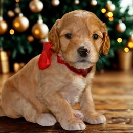 Red - Caramel female - Caramel female Australian Labradoodle puppy in Milton, North Carolina from Good Day Doodles