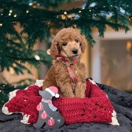 Happy - Red  male Poodle puppy in Mongomery, Texas from Celestial Jewels Poodles