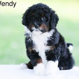 Wendy - Black tri-color female Aussiedoodle puppy in Factoryville, Pennsylvania from North Mountain Doodles