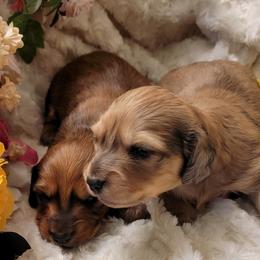 Dachshund Puppies from CLARK'S BREEDING PROGRAM