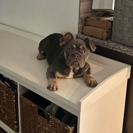 Chanel - French Bulldog