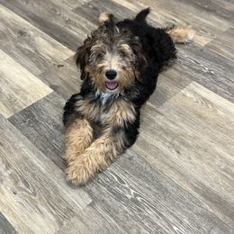 Assorted Doodle Crosses, Aussiedoodle, Bernedoodle, and Poodle Puppies from Pear Tree Prairie Doodles