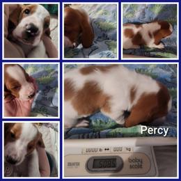Percy Jackson - Red and white male Basset Hound puppy in Mill Springs, North Carolina from Mountain View Basset Hounds
