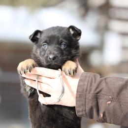 Rue - Black and tan female German Shepherd puppy in Augusta, West Virginia from Vom Haus Highlands