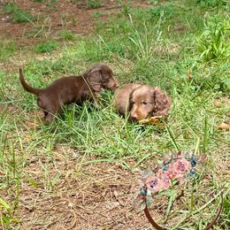 Dachshund Puppies from Lovin’ Li’s Furry Sausages