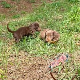 Dachshund Puppies from Lovin’ Li’s Furry Sausages