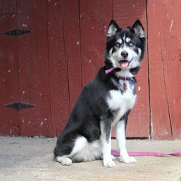 Storm - Siberian Husky