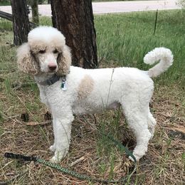 Wren - Poodle