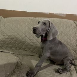Boy - Silver gray Weimaraner puppy in Chokio, Minnesota from Witt Weimaraner Kennel