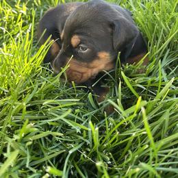 Doberman Pinscher Puppies from European Dobermans by Diana