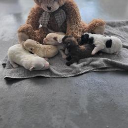 Morkie puppies from Cristy's Morkies