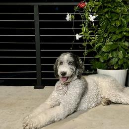 Londy - Aussiedoodle