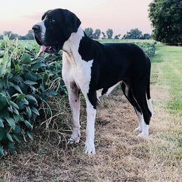 Great Danes from Solomon  Valley Great Danes.