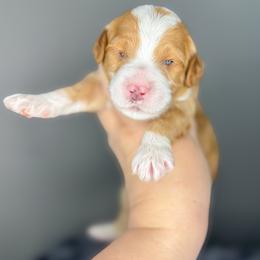 Starfish - Apricot female Goldendoodle puppy in Garden Grove, California from Sunkissed Doodles
