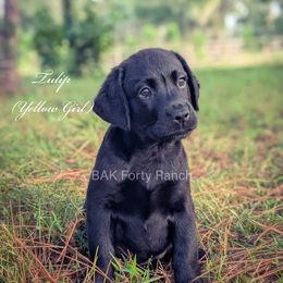 White Girl - Black female Labrador Retriever puppy in Plant City, Florida from BAK Forty Ranch