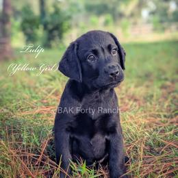White Girl - Black female Labrador Retriever puppy in Plant City, Florida from BAK Forty Ranch