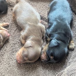 Meadow - Chocolate and tan female Dachshund puppy in Danbury, New Hampshire from Maplewood Mountain Farm
