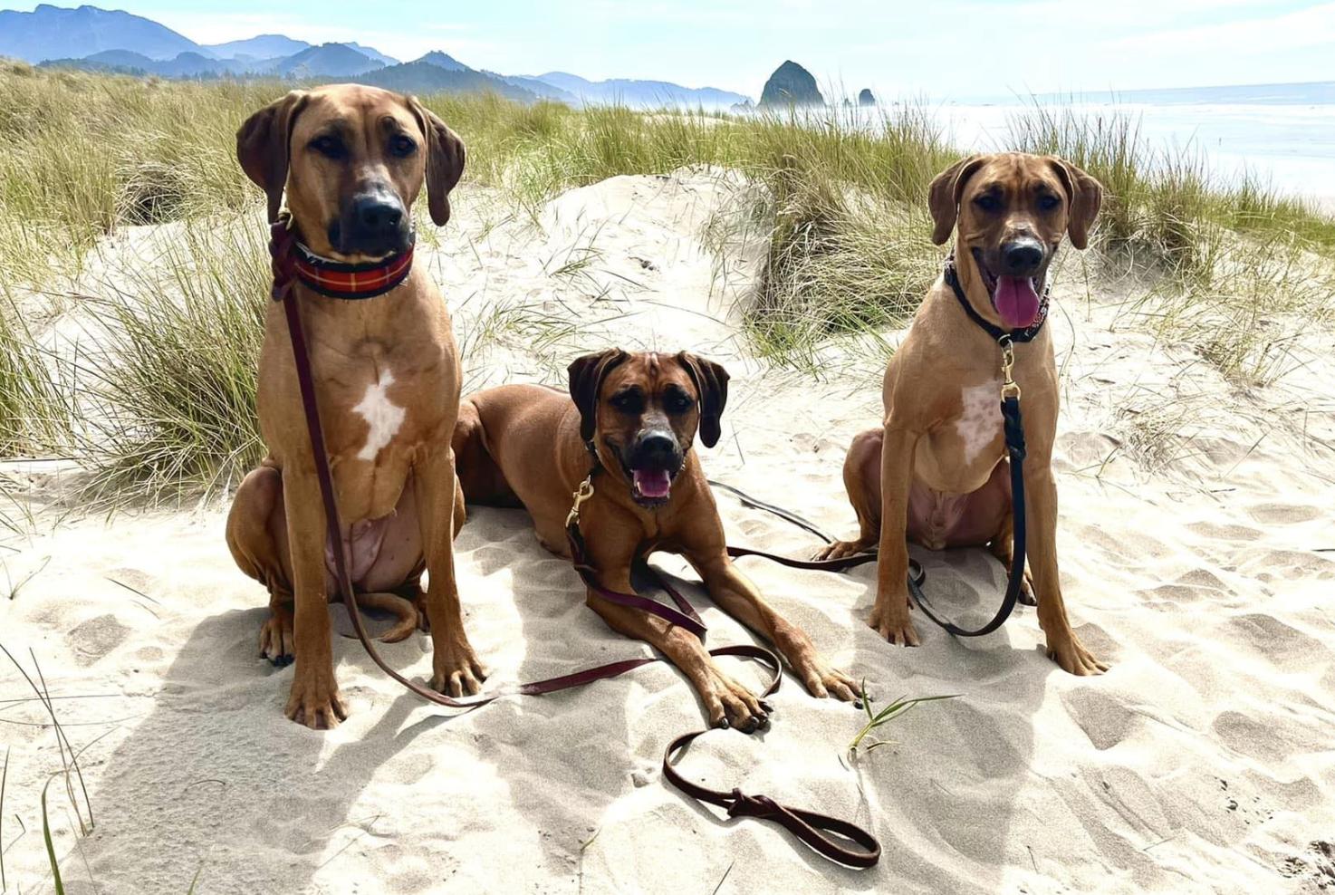 Heartland Ridge in Oregon | Rhodesian Ridgeback puppies | Good Dog