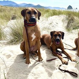 Rhodesian Ridgebacks from Heartland Ridge