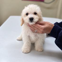 Jag - Cream male Cockapoo puppy in West Point, Mississippi from Golden Paws
