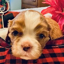 Rhys - Cavalier King Charles Spaniel puppy from Celtic Star Cavaliers