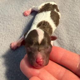 Girl 3 - Parti female Poodle puppy in Monroe, North Carolina from Toy Poodle Shenanigans