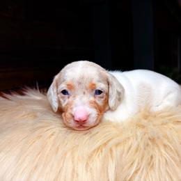 Twyla - Dapple female Dachshund puppy in Washburn, Tennessee from Clinch Mountain Dachshunds