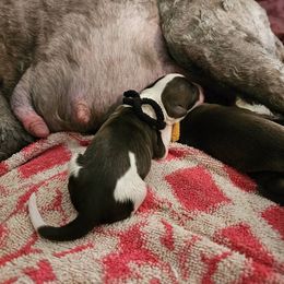 Hoodie - Brown and white male Portuguese Water Dog puppy in Beverly Hills, Florida from Allegiance Portuguese Water Dogs