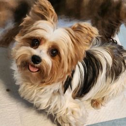 Leela - Yorkshire Terrier