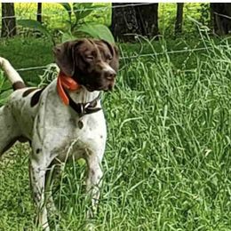 German Shorthaired Pointers from Domino Kennels