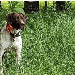 German Shorthaired Pointers from Domino Kennels