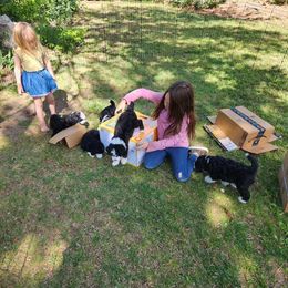 Bernedoodle puppies from Doni Doodles