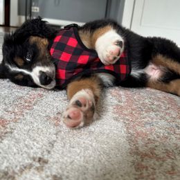 Bernedoodle Puppies from Buckingham's Bernedoodle Buddies