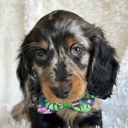 Dachshund Puppies from Taylored Dachshunds