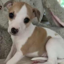 Whippet Puppies from Kathy's Whippets