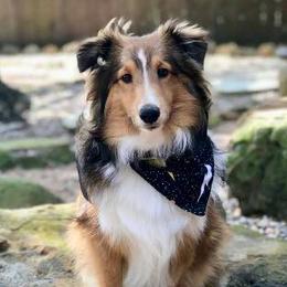 Shetland Sheepdogs from Milady’s Shelties East Texas
